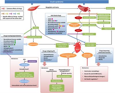 Cardiovascular events in crush syndrome: on-site therapeutic strategies and pharmacological investigations